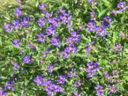 Webinar: Einführung in die Phytotherapie beim Pferd