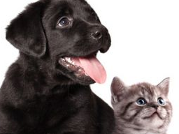 Webinar: Ausbildung zur Hunde- und Katzenernährungsberaterin Block II Rationsberechnung