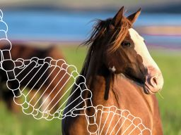 Webinar: PSSM bei Pferden