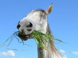 Webinar: Ausbildung zum Pferdeernährungsberater, Block I Nährstoffe