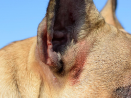 Webinar: Ohrenentzündungen beim Hund