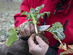 Webinar: Regenerativ angebauter Raps und Wintergetreide im zeitigen Frühjahr
