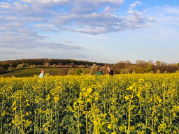 Webinar: Regenerativ angebauter Raps und Wintergetreide ab dem Vollfrühling