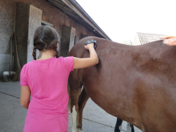 Webinar: ADHS-Kinder in der Reittherapie