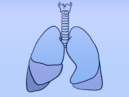 Prüfungswissen: Atmungssystem mit cand. med. Lorenz Klaus