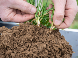 Webinar: Mykorrhizapilze - Voraussetzung gesunder Böden und Pflanzen