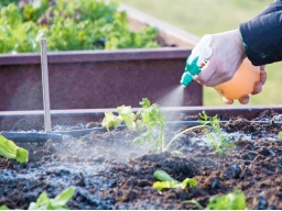 Webinar: Startklar ins neue Gemüsejahr - klimaangepasstes Gärtnern mit EM