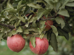 Webinar: Prachtvolle Obstbäume rund ums Jahr