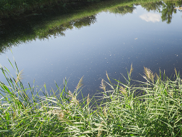 Webinar: Natürliche Wasserpflege im Teich mit Effektiven Mikroorganismen