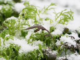 Webinar: Frisches Gemüse im Winter ernten - die besten Sorten & einfachsten Methoden