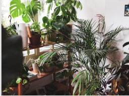 Webinar: Grüne Wohlfühloase mit gesunden Zimmerpflanzen