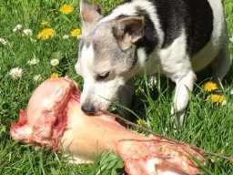 Webinar: Einführung zur Ausbildung Hundeernährungsberater