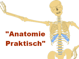 Webinar: Anatomie Praktisch: Ilisosakral- und Hüftgelenk im Yoga