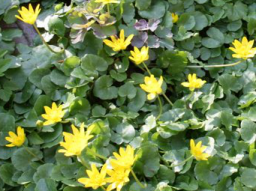 Webinar: Kräuter-BLÜTEN - Kräuter-STÄNGEL