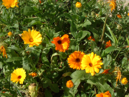 Webinar: Essbare Sommerblüten 1