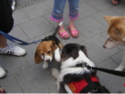 Webinar: Hunde-Alltags-Quiz T1