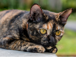 Webinar: Katzen barfen - Die Grundlagen