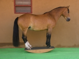 Webinar: Pferdewippen-Training II