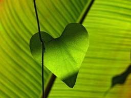 Webinar: Systemischer HEILKREIS: AUFstellung & Emotionale AUFlösung von Altlasten