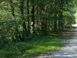 Webinar: Diagnose Krebs ... was nun?