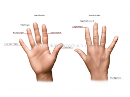 Webinar: Praxissprechstunde/Handpflege