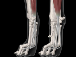 Webinar: Was ist Tierphysiotherapie?