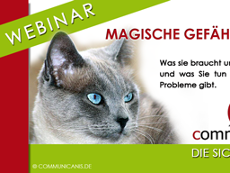 Webinar: Katzen - Problemverhalten. Stress erkennen, Stress vermeiden.