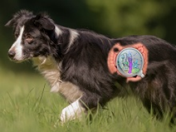 Webinar: Darm gesund - Hund gesund