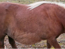 Webinar: Wege aus dem Übergewicht für Pferde