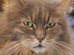 Webinar: Hunde - Katze - Radionik - Analyse