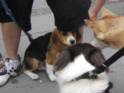Webinar: Hunde-Alltags-Quiz