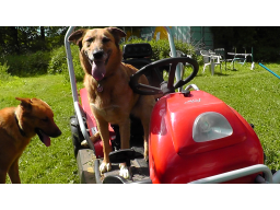 Webinar: Offene Fragerunde rund um den Hund