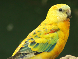 Webinar: Vögel: pflanzliche Beschäftigung contra Verhaltensprobleme
