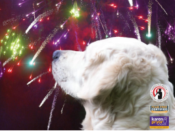 Webinar: Silvesterangst - wie kann ich meinem Hund helfen?