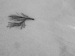 Webinar: Minimalismus in der Fotografie