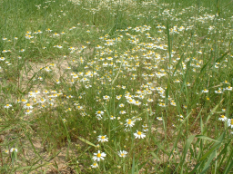 Webinar: Essbare Wildpflanzen