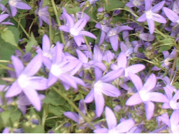 Webinar: Glockenblumen