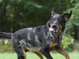 Webinar: Longieren mit Hunden Einführung