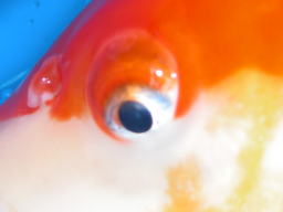 Webinar: Betäubung von Koi