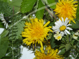 Webinar: Wildkräuter als Vitalkost
