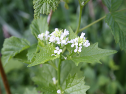 Webinar: Knoblauchrauke