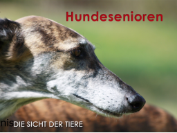 Webinar: Hundesenioren - was sie brauchen, was ihnen wichtig ist.