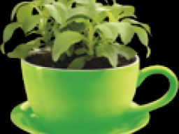 Webinar: STEVIA - die wichtigsten Informationen