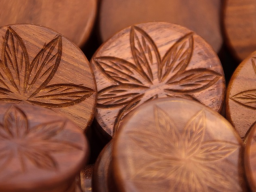 Webinar: Cannabis Pflanze CBD ohne THC