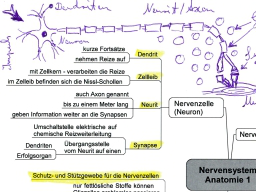 Webinar: Heilpraktiker werden - Mit Mindmaps erfolgreich lernen (Bewegungsapparat, Sinnesorgane)