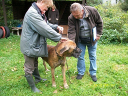 Webinar: Sachkunde Hund - Einführungswebinar
