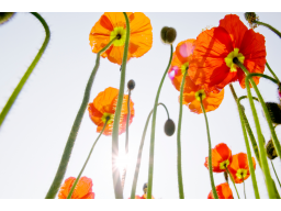 Webinar: RESET 2014 - Neustart oder Umkehr?