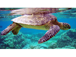 Webinar: Rohstoff-Trading Trendfolgesystem - Turtles Strategie