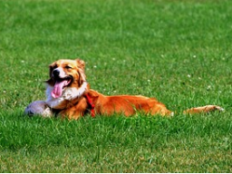 Webinar: Stress bei Hunden