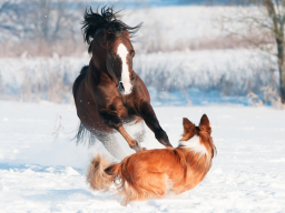 Webinar: Traditionelle Chinesische Medizin für Tiere - Block 1